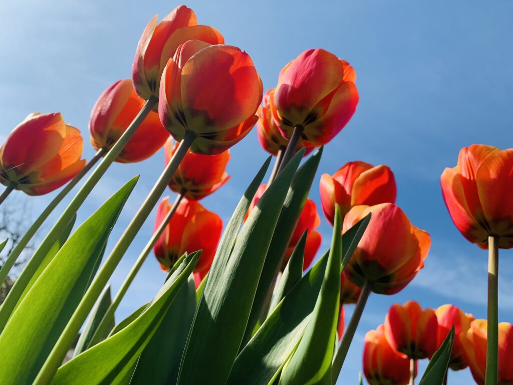 Looking Up (Tulips)