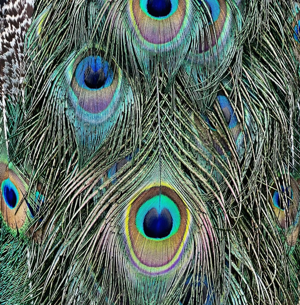 Peacock