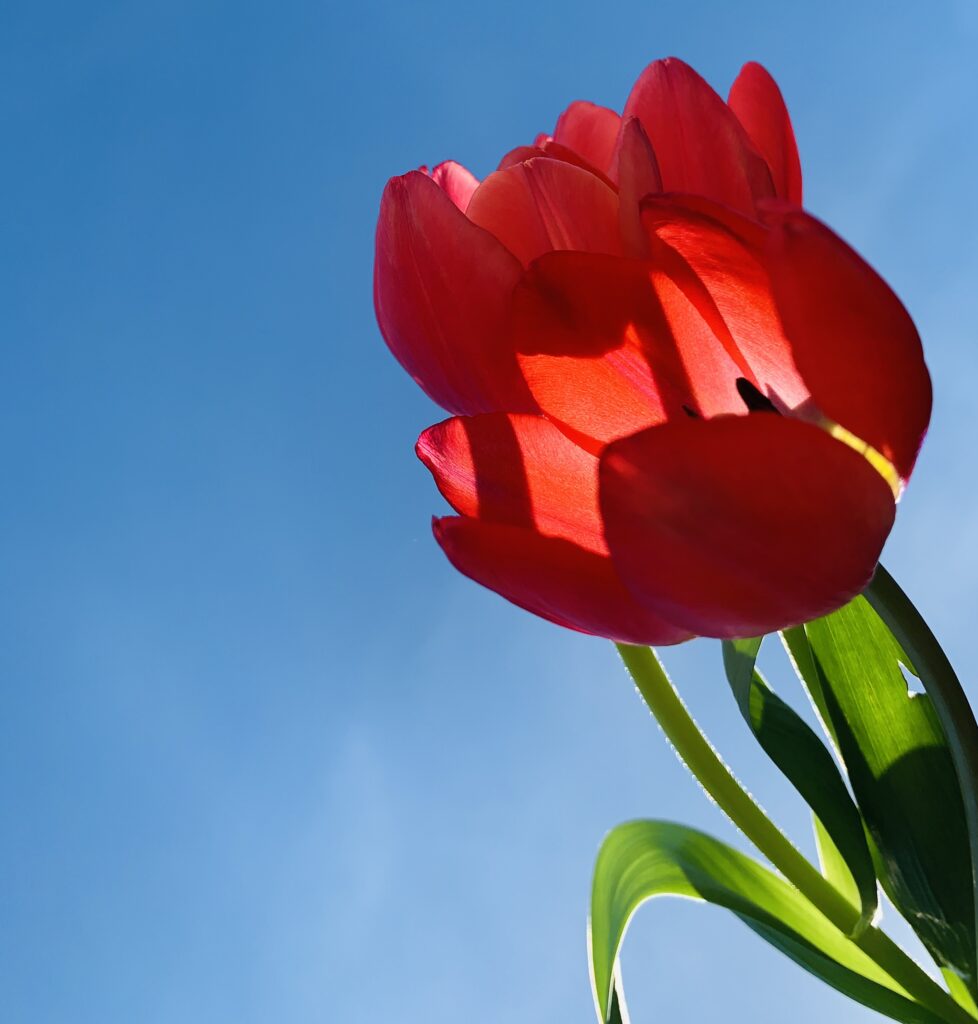 Looking up Red Tulip