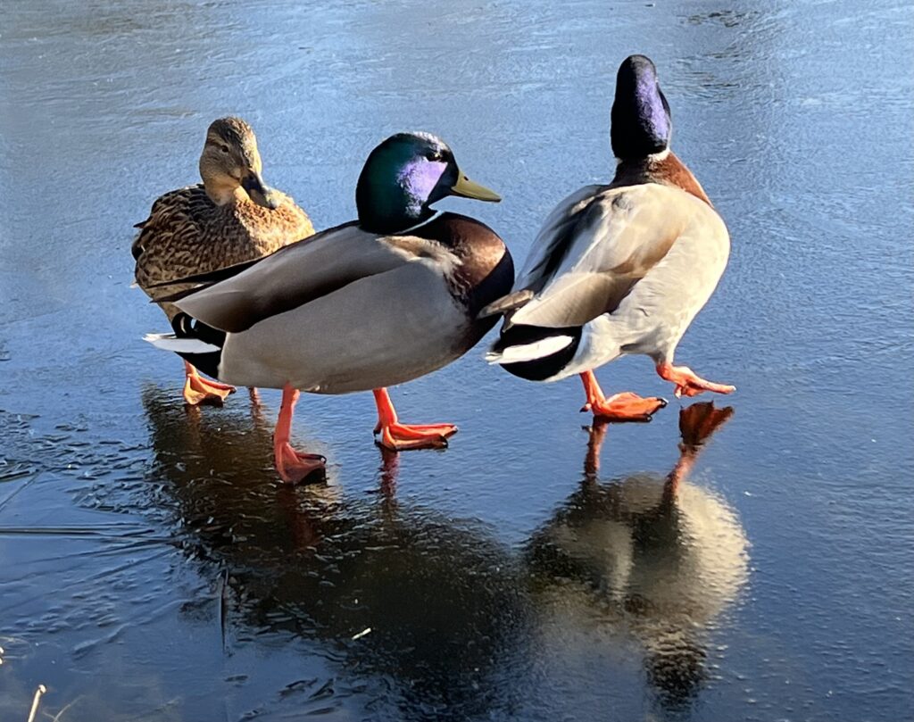 Ducks on Ice