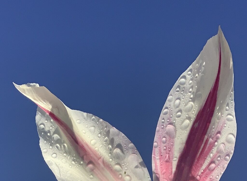 Tulip Rain Drops